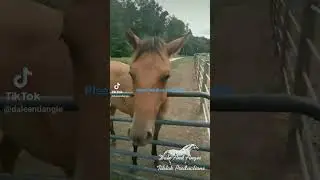 Bay Mare horse out in pasture