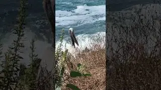 #pelicans #short #shortvideo #bird #shortfeed #sea