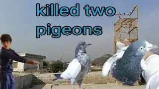 disease video pigeon game 