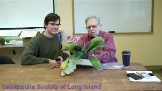 Joe Shows Leve how to do a Streptocarpus Crown Division