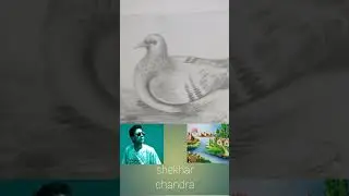 সুন্দর পাখি আঁকি 🤓🥸  (nice bird drawing) #pencil sketch #shekhar Chandra.