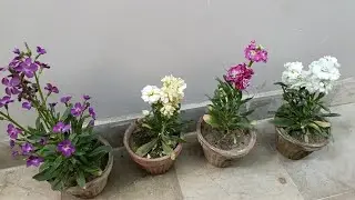 hoary stock collection and plant care tips 🪴🪴
