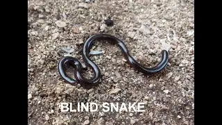 Brahminy Blind Snake | Smallest snake
