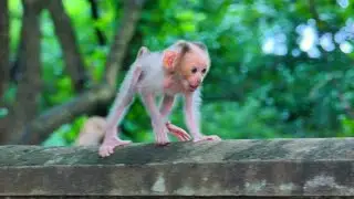 Cute Baby Monkey Parker Runs Fast On The Fence With Adorable Actions
