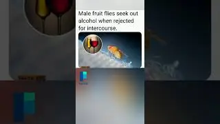 Rejected? These Flies Get Drunk Instead!