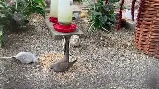 Diamond doves zebra finch & button quails in aviary
