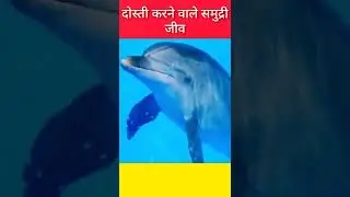 3 Most Cute And Friendliest Sea Creatures 🐬 In The World | ytshorts