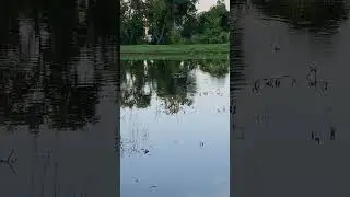 Bird life at the pond #bird #birds #nature #pond #wildlife #trail #wild #photography #viral