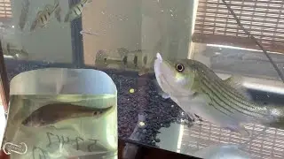 SUN SHINE BASS FEEDING   AND A BABY CLOWN KNIFE FISH