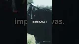 Estrat&eacute;gias de Sucesso na Cria&ccedil;&atilde;o de Gado 🐂