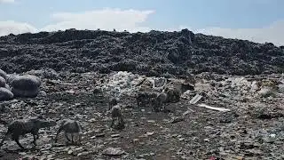 The Tema landfill, east of Accra, Ghana (SourceMaterial)