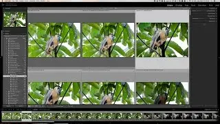 Lightroom Quick Tips - Episode 87: Grid View Info