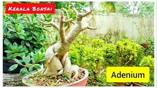 Bonsai Tour || Kerala Bonsai Update || 25 -04- 2021