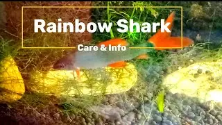 RAINBOW SHARK - Care & Info |Rainbow Shark Care, Food, Tankmate, Breeding #rainbowshark #plantedtank