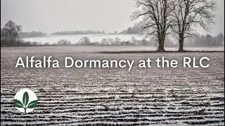 Alfalfa Dormancy Update with Mike Sankey