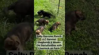 Puppies Meeting Goats & Sheep at 6 Weeks Old #puppy #puppytraining