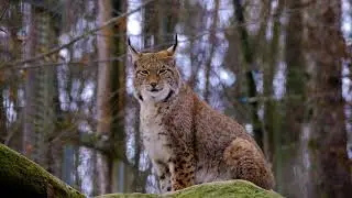 Lynx in the Wild/Cadlma #relaxingscenery #animals #lynx #animal #relaxingvideo