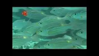 The Dive Centre  The Big Fish  Aroa Lagoon 01