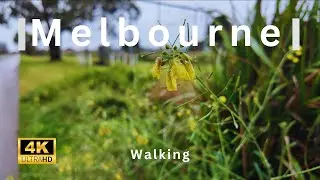 4K Rainy Day Walking | Melbourne Suburb | Quiet Park | Rain sound