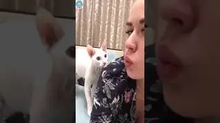 Cat got shocked 😳 by owner reaction #shorts