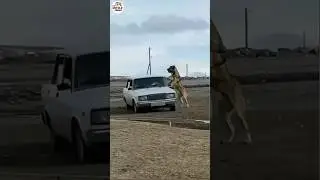 Kangal Dog - Wolf Killer #shorts #dog #dogbreed #breed