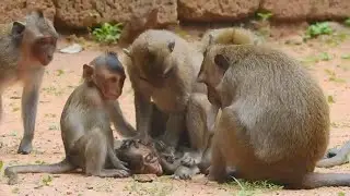 Poor little Maci was mistreat by adult monkey Donny, monkey Maci scream and crying loudly