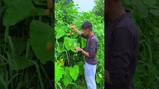 Nature potato 🥔 farming amazing videography #creative #amazing #videography #shorts #nature