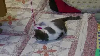 この猫じゃらしは好きみたい　favorite cat teaser