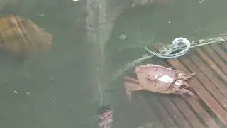 ep1256  #fieldcrab #ปูนา   @enjoylife.9