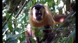 Macaco-prego: o mestre do improviso #video #v&iacute;deoviral #youtube  #animallife #wildlife experience