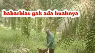 buah gak ada babar blas