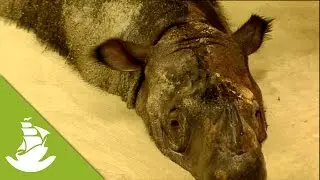 Cleaning animals
