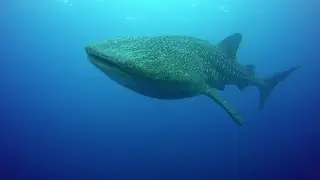 Life in Tubbataha 2016