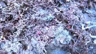 Leaf Scorpionfish in Lembeh Strait