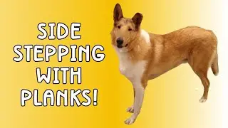 Positive Dog Training Advance Trick 🐶 Side Stepping with Planks!