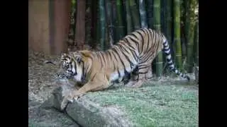 Tiger Awareness