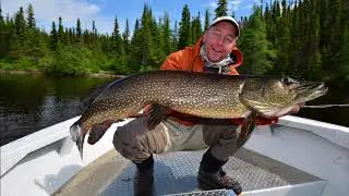 So many big pike in Mistassini Lake, Quebec