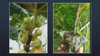 grafting fig tree in easy ways | air layering | Cara mudah mencangkok pohon tin