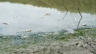 Przyducha zalew Sieniawa 2022