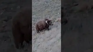 Himalayan Brown Bear....