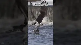 Catching Fish 🐟🐟 #shorts #ytshorts #youtubeshorts #birds #viral #fish #birdofindia