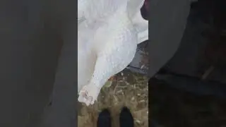 Электрический пинцет для удаления перьев