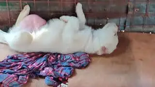 bago maoperahan si teddy #dog#petsofyoutube #petsofworld #petslover #viralshorts #trendingshorts