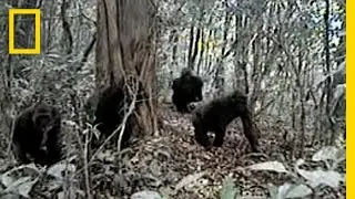 Rare Gorillas Caught on Camera | National Geographic