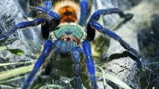 Guida alla cura chromatopelma cyaneopubescens