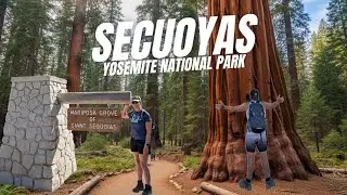 USA 🇺🇸 Día 13: MARIPOSA GROVE | SECUOYAS gigantes en YOSEMITE | GLACIER POINT, EL CAPITÁN y más!!