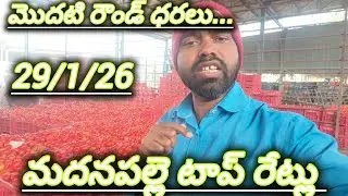 29/1/26 Madanapalle Tomato market price today 🍅 మదనపల్లె ధరలు #todaytomatorate #crkvideos16 