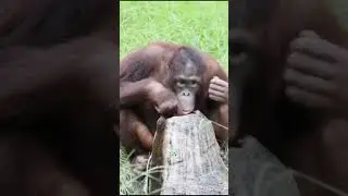 @247pips Save Orangutan ❤️🙏🦧 @International Animal Rescue @Borneo Orangutan Su...