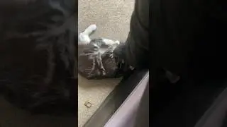 Why do cats bite feet?