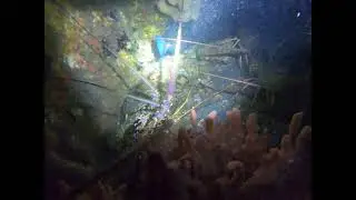 night dive @blue Hearron bridge west plam beach..i think